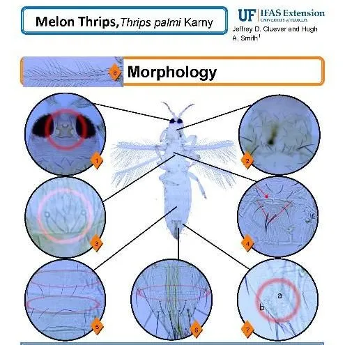 thumbnail for publication: Pest Identification Guide: Melon Thrips Thrips palmi Karny